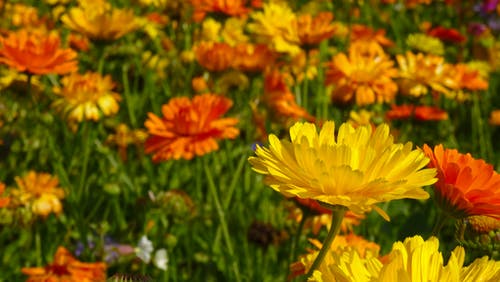 marigold-flowers-blutenmeer-flower-meadow-45173